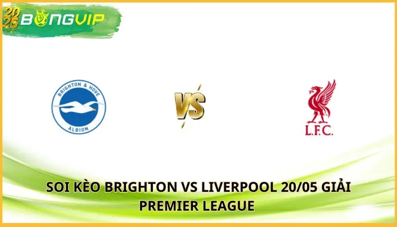 soi kèo Brighton vs Liverpool